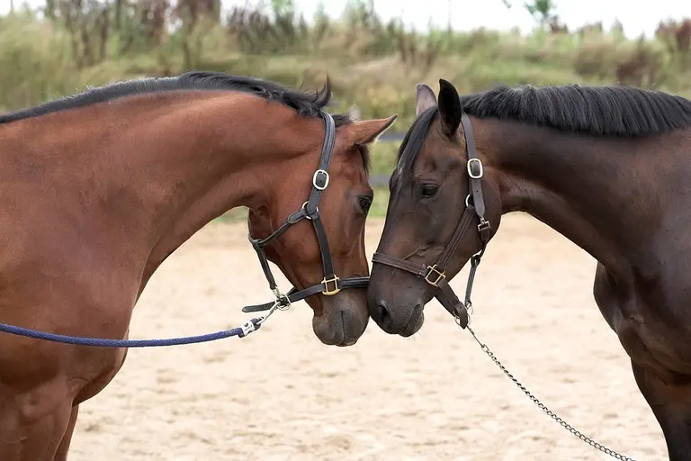 Pony- und Pferdereiten auf dem Bauernhof und dem Reitstall aus der Region.