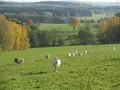 Vogtland-Rindfleisch in Rodewisch