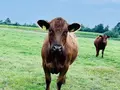 Hofladen Bruune Barg Angus in Enge- Sande Hofladen Bruune Barg Angus in Enge- Sande