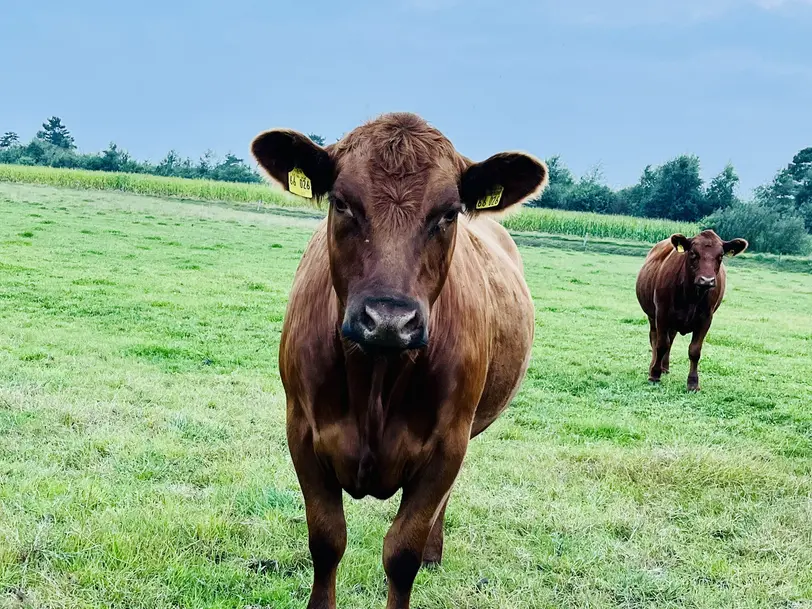 Hofladen Bruune Barg Angus in Enge- Sande