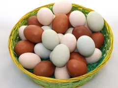 Geflügelhof Arnsdorf – Frische Freilandeier & Regionales aus Mittelsachsen