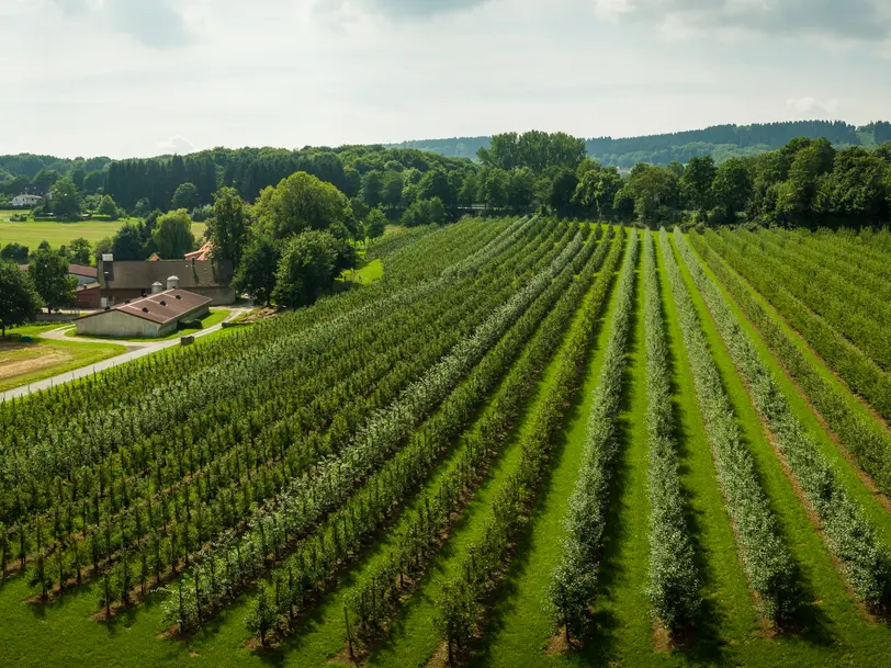 Apfelgarten Linhorst in Werther