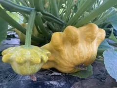 Kürbisscheune Lippoldshausen