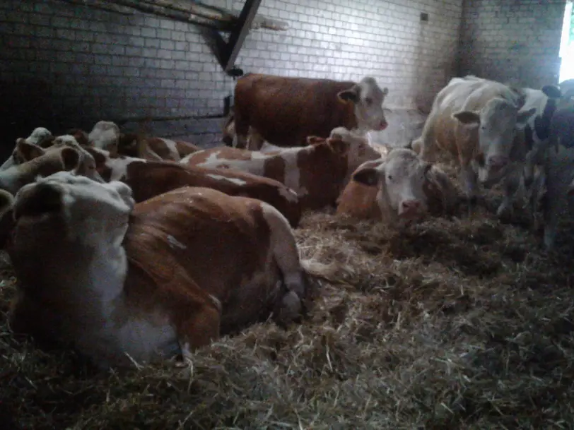 Tiemanns Bauernhof  in Ostercappeln/ Haaren