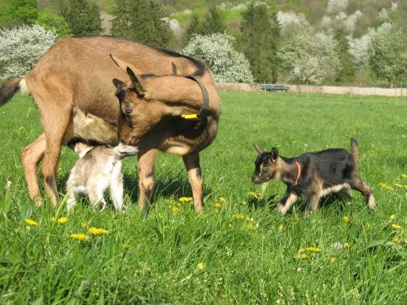 Nußlocher Ziegenkäsehof in NUSSLOCH