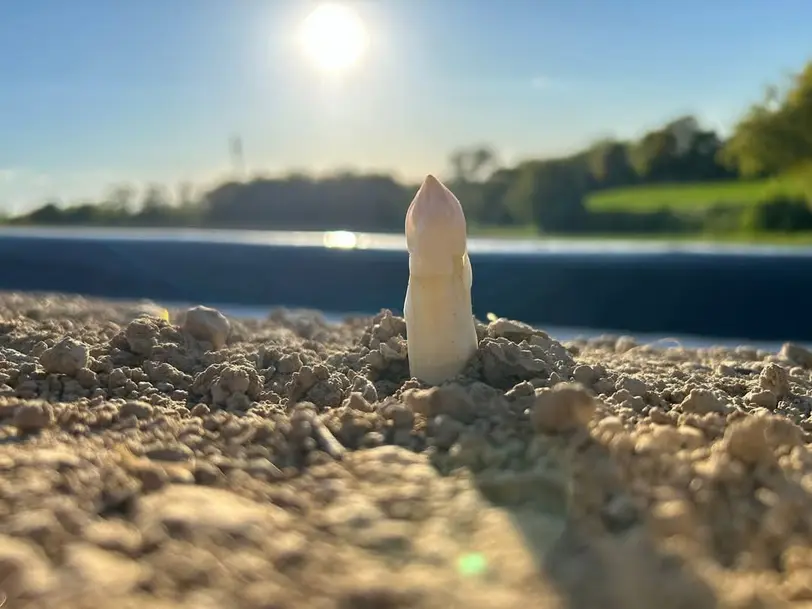 spargel. sunst nix. - Landwirtschaft Auer-Wolf in Oberrohrbach