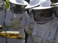 Die Bienerie / Bienenhof Prießen in Prießen