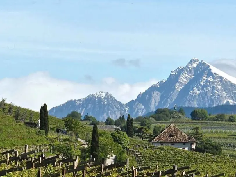 Weingut Alois Lageder in Margreid