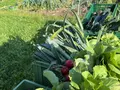 Gemeinschaftgetragene Landwirtschaft Gut Hilperdingen in Walsrode Gemeinschaftgetragene Landwirtschaft Gut Hilperdingen in Walsrode