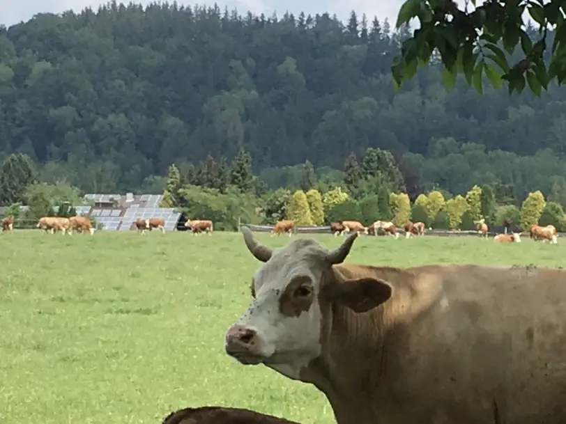 Bajuwarenhof in Feldkirchen-Westerham