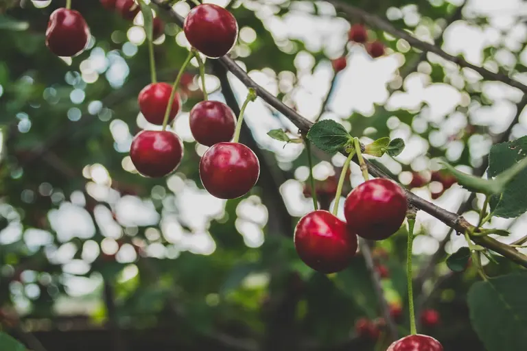 Kirschen direkt aus dem Obstgarten. Regional vom Bauernhof oder direkt vom Wochenmarkt.