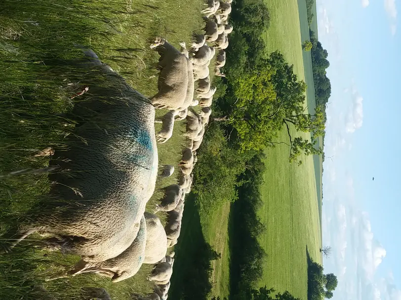 Schäferei Neulinger in Pappenheim