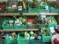 Till Döring Gemüsebau in Wabern Till Döring Gemüsebau in Wabern