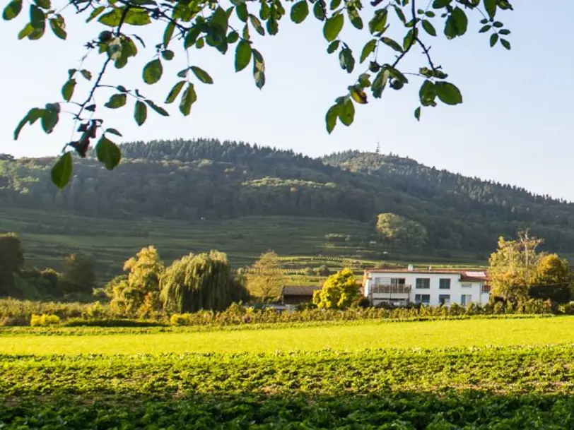 Weingut Höfflin in Bötzingen