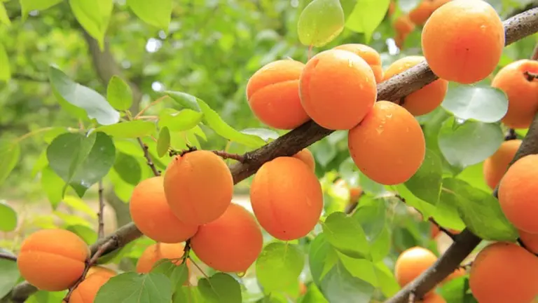 Aprikosen direkt vom Erzeuger kaufen