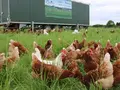 Freilandeier Prechtl in Schönram Freilandeier Prechtl in Schönram