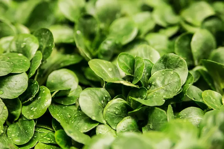 Grüner Salat. Frisch geerntet vom Feld. Jetzt regional vom Hofladen oder dem Markt um die Ecke kaufen.