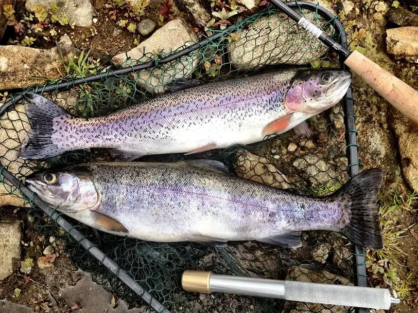 Fischzucht Auetal in BROMSKIRCHEN-SOMPLAR