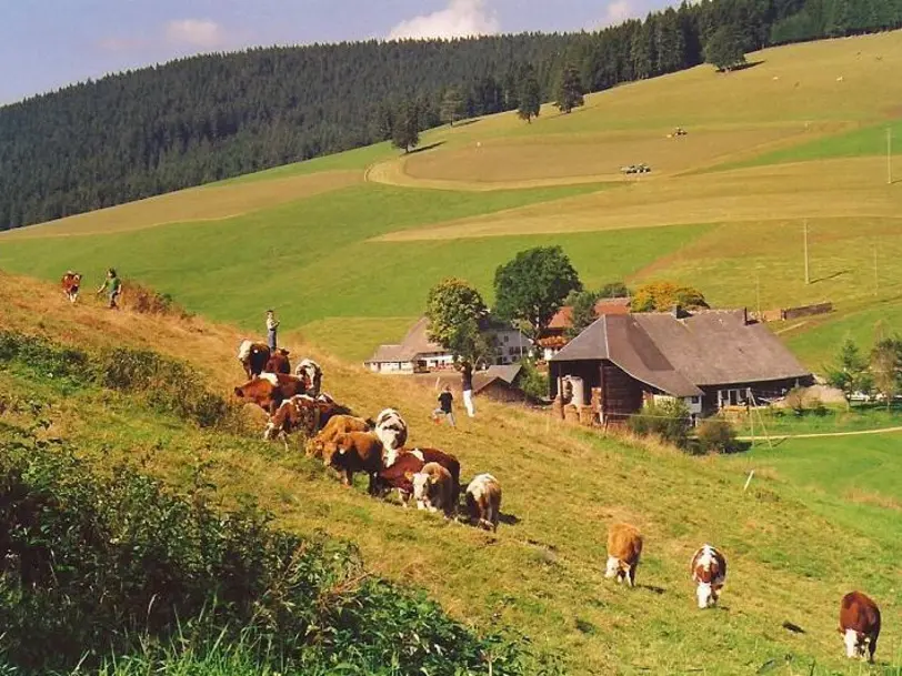 Hilpertenhof in TITISEE-NEUSTADT