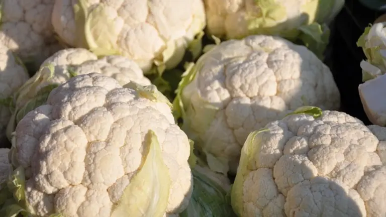 Frischer Blumenkohl ist gesund