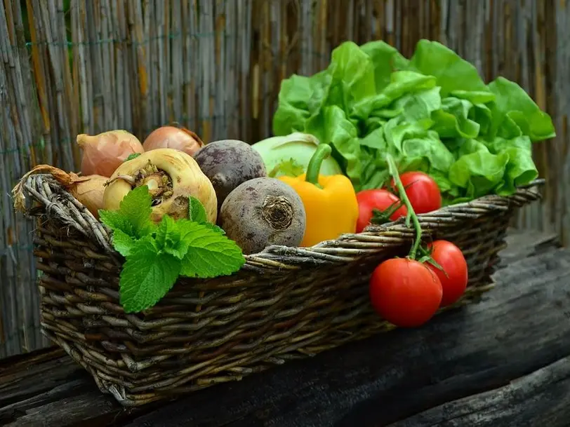 Gesund & Munter FrischeKiste NOVUM Das Gemüseabo GmbH in Taunusstein