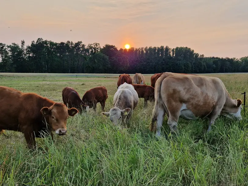 Grüne Ernte - Bio-Landwirtschaftsbetrieb in Doberlug-Kirchhain