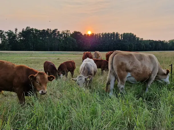 Grüne Ernte - Bio-Landwirtschaftsbetrieb