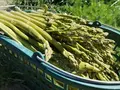 spargel. sunst nix. - Landwirtschaft Auer-Wolf in Oberrohrbach spargel. sunst nix. - Landwirtschaft Auer-Wolf in Oberrohrbach