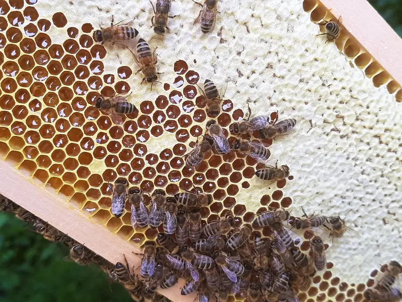 Imkerei Binger Bienchen in Bingen