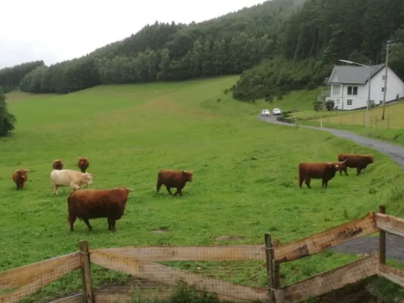 Highlands vom Stelborn in Kirchhundem