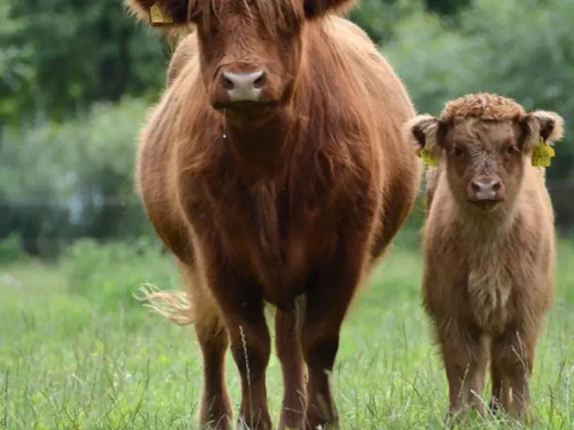 Highland Cattle vom Grenzwall in Rahden