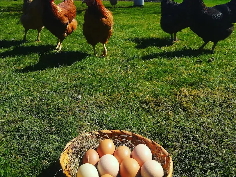 Ninis Eierlädchen in Petershagen