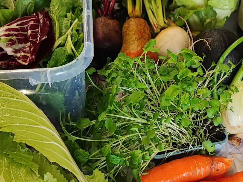 Gemüse Gartenzwerg in Wonsheim