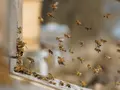 Honiglandschaften - Bioland-Imkerei in Affing
