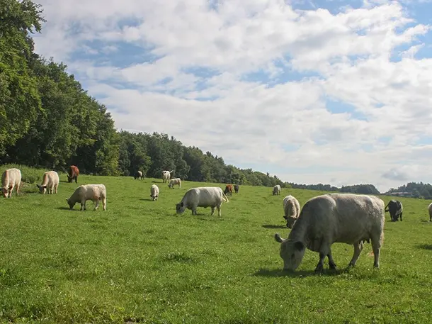 Garnecker Galloways