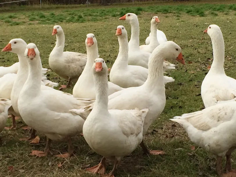 Geflügelhof Arnsdorf – Frische Freilandeier & Regionales aus Mittelsachsen in Penig