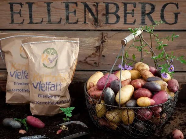 Kartoffelvielfalt - Karsten Ellenberg