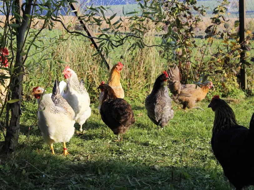 Biolandhof Ostermaier in Kranzberg