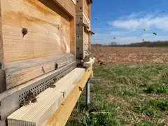 Honigmanufaktur Bienenliebe