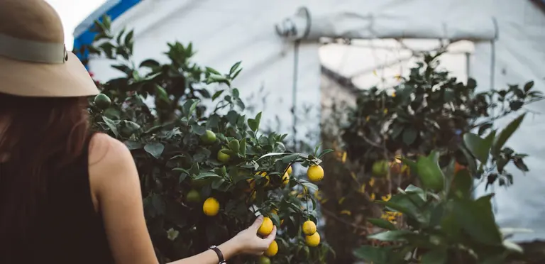 Frau in Ihrem Gewächshaus beim urbangardening