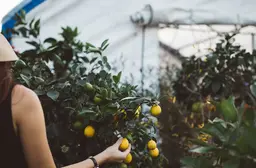 Frau in Ihrem Gewächshaus beim urbangardening