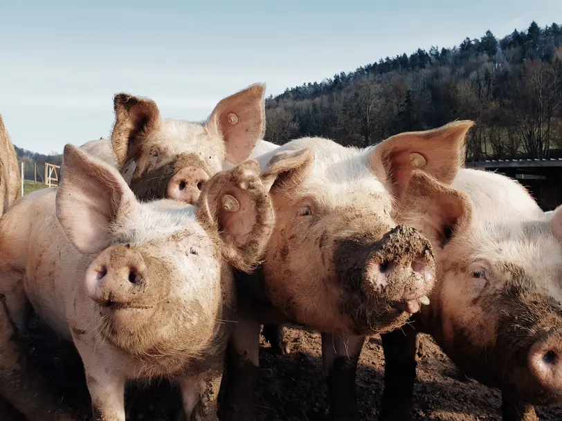 Weideschwein vom Wutachtal in Wutöschingen