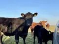 Hofladen Bruune Barg Angus in Enge- Sande Hofladen Bruune Barg Angus in Enge- Sande