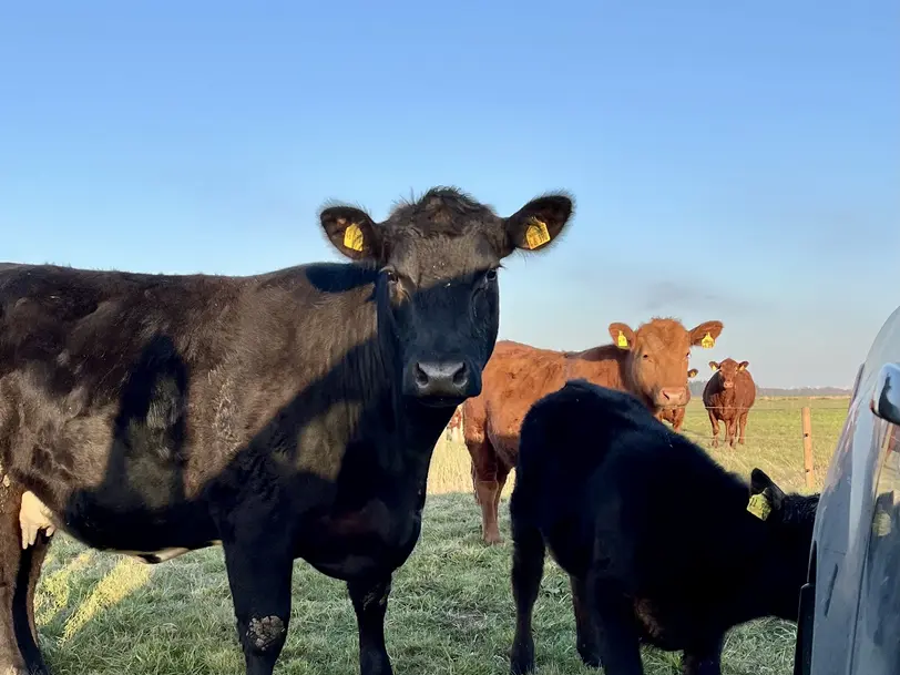 Hofladen Bruune Barg Angus in Enge- Sande