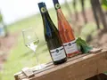 Weingut Klaus u. Judith Wendel in Worms Weingut Klaus u. Judith Wendel in Worms