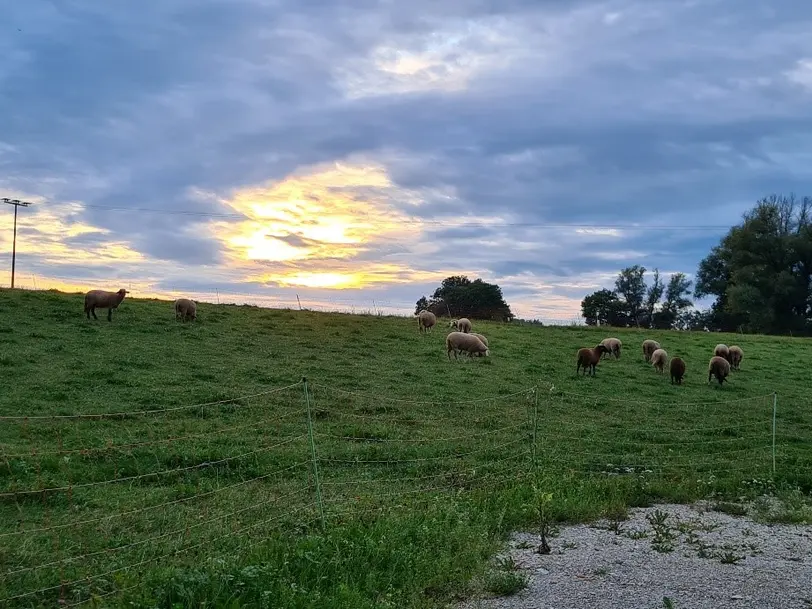 Lammfleisch aus Lohe in Oettingen i. Bay.