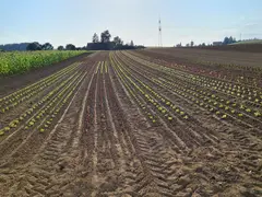 Bioland Gemüsebau Christine Dautel