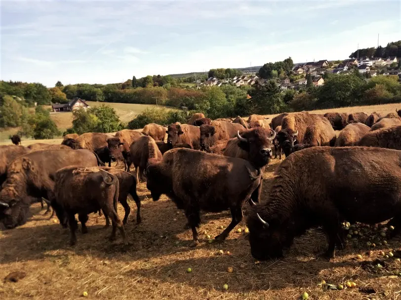 Bison vom Sonnenhof in Hundsdorf