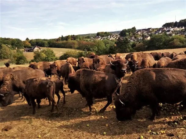 Bison vom Sonnenhof