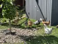 Eier Verkauf Gadenstedt in Ilsede Eier Verkauf Gadenstedt in Ilsede